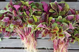 Loại rau đang vào mùa là thuốc quý ngừa bệnh tim, chống ung thư