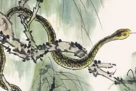 Người tuổi Tỵ sinh vào những tháng sau đây thì gia đạo hưng vượng