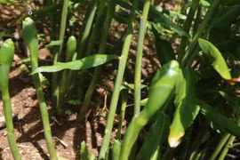 Hoa của loại củ quen thuộc tưởng bỏ đi không ngờ là món ăn lạ