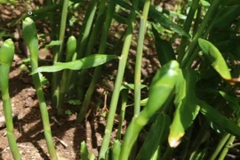 Hoa của loại củ quen thuộc tưởng bỏ đi không ngờ là món ăn lạ