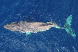 Hàng nghìn con cá voi bị tàu biển đâm chết