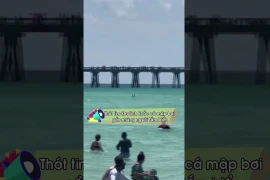 Thót tim khoảnh khắc cá mập bơi gần những người tắm biển