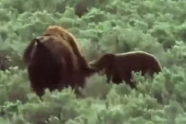 Bò rừng bison bất lực nhìn gấu ăn thịt con