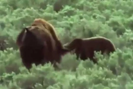 Bò rừng bison bất lực nhìn gấu ăn thịt con