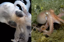 Choáng váng với loài sinh vật sống ở vùng nước lạnh nhất thế giới