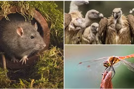 7 sinh vật gắn liền với cái chết