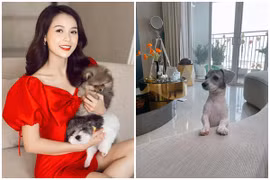 Nuôi chó mèo trong chung cư, bạn trẻ cần lưu ý điều gì?