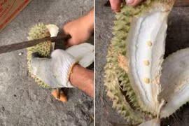 Bổ quả sầu riêng “khổng lồ”, thanh niên “chết lặng” đến phút cuối