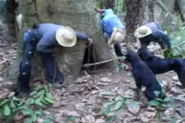 “Chết cười” với cảnh cao bồi bắt lợn rừng trong hốc cây