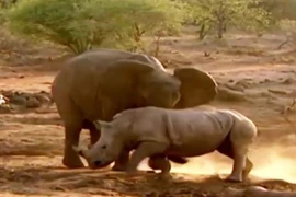 Video: Màn giao chiến kịch liệt giữa voi với đàn tê giác