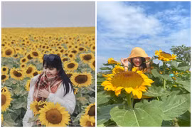 Cánh đồng hoa hướng dương ở Nghệ An hút giới trẻ check-in