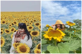 Cánh đồng hoa hướng dương ở Nghệ An hút giới trẻ check-in