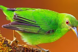 4 con giáp phúc lộc song toàn, tiền bạc hanh thông