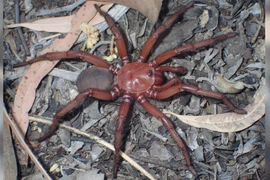 Phát hiện nhện khổng lồ quý hiếm ở Australia