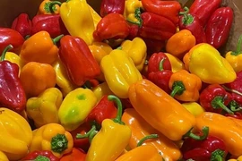 Những loại ớt độc lạ, giá đắt đỏ vẫn được lùng mua ở Việt Nam