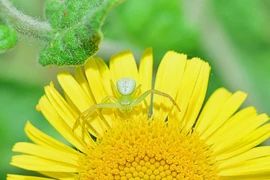 Ai có giờ sinh này không vội vàng, càng khiêm tốn càng thành công