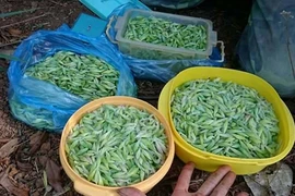 “Lộc trời” ở Tây Nguyên đến mùa bắt đem bán 200.000 đồng/kg