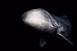 Vì sao cá voi đầu cong lại không thể bị ung thư?