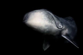 Vì sao cá voi đầu cong lại không thể bị ung thư?