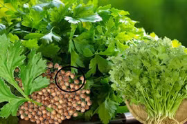 Loại rau thơm mọc tốt như cỏ dại không ngờ toàn thân là kho báu