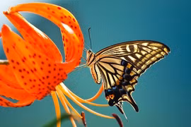 Tháng 9 Âm, ai sinh tháng Âm này vừa may mắn vừa giàu ngút trời 