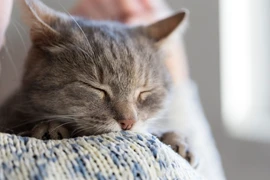 5 điều doanh nghiệp có thể học hỏi từ loài mèo