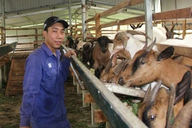 9X Quảng Trị cất bằng cử nhân, bỏ phố về nuôi bò, nuôi vịt