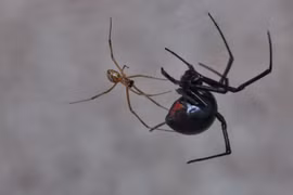 Loài nhện có nọc độc gấp 15 lần rắn đuôi chuông 