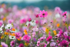 Ai sinh ngày Âm lịch này sáng suốt, thông minh