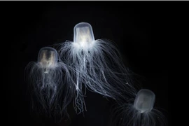 Loài vật bất tử 'đánh lừa tử thần' bằng cách đảo ngược vòng đời 