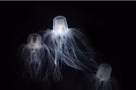 Loài vật bất tử 'đánh lừa tử thần' bằng cách đảo ngược vòng đời 