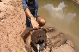 Thả câu ở đoạn sông nhỏ, người đàn ông kéo lên “quái thú" 