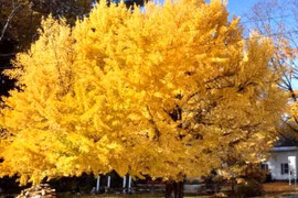 5 loại cây mọc 'phú quý', nở 'an lành' giúp chiêu tài đón phúc