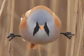 Loài chim này lại sở hữu 1 tuyệt kỹ "làm xiếc siêu đẳng"