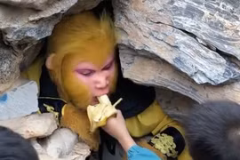 Thuê Tôn Ngộ Không, trả lương gần 1.000 USD/tháng chỉ để ăn chuối