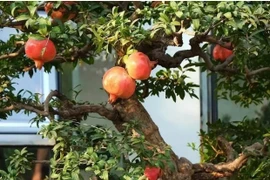 Cha mẹ trồng 5 cây “đức” ở sân nhà, con cháu hưởng quả “phúc”