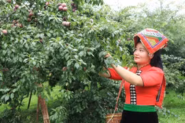 Mận hậu Sơn La được đưa vào suất ăn của Vietnam Airlines