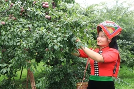 Mận hậu Sơn La được đưa vào suất ăn của Vietnam Airlines