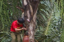 Nghề lạ ở Việt Nam: “Mổ” cây lấy nước ra ngay thứ rượu cay nồng