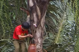 Nghề lạ ở Việt Nam: “Mổ” cây lấy nước ra ngay thứ rượu cay nồng