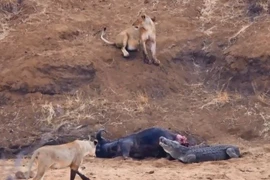 Sư tử tấn công cá sấu để giành xác trâu rừng