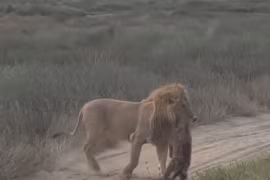 Lạc vào lãnh địa của sư tử, linh cẩu bị đối thủ xử tử