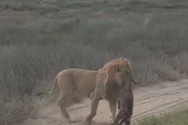 Lạc vào lãnh địa của sư tử, linh cẩu bị đối thủ xử tử