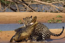 Báo đốm châu Mỹ “xơi tái” cá sấu khổng lồ