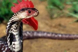 Sinh vật bí ẩn trên trái đất mà con người chưa từng tiếp xúc?