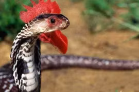 Sinh vật bí ẩn trên trái đất mà con người chưa từng tiếp xúc?