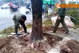 Công bố hàng loạt sai phạm vụ chặt cây xanh HN