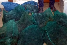 Rắn hổ mang chúa ngọ nguậy trên xe máy vào Thủ đô