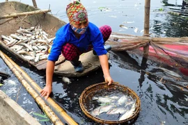 Cá chết trắng sông Châu Giang, người dân điêu đứng