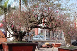 Đào thế giá “khủng” bán đầy Hà Nội